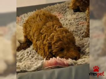 Ράτσα: Γκόλντεν Ριτρίβερ - Golden Retriever | Ηλικία: 2,5 μηνών | Φύλο: Αρσενικό | Αρ. Microchip: 3435636778 | Εκπαιδευμένο | Περιοχή: Αττική